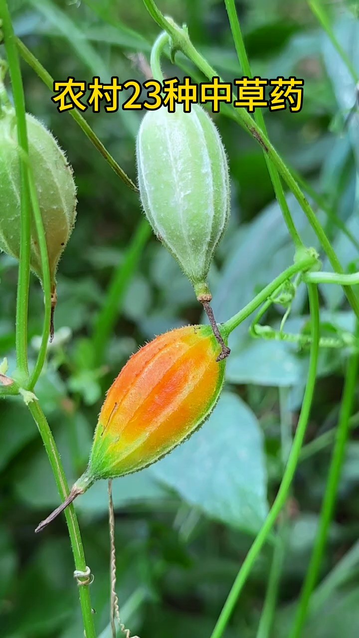 实拍农村中草药植物二十三种,老一辈人才记得它的名字 #神评即是标题 #百万视友赐神评 