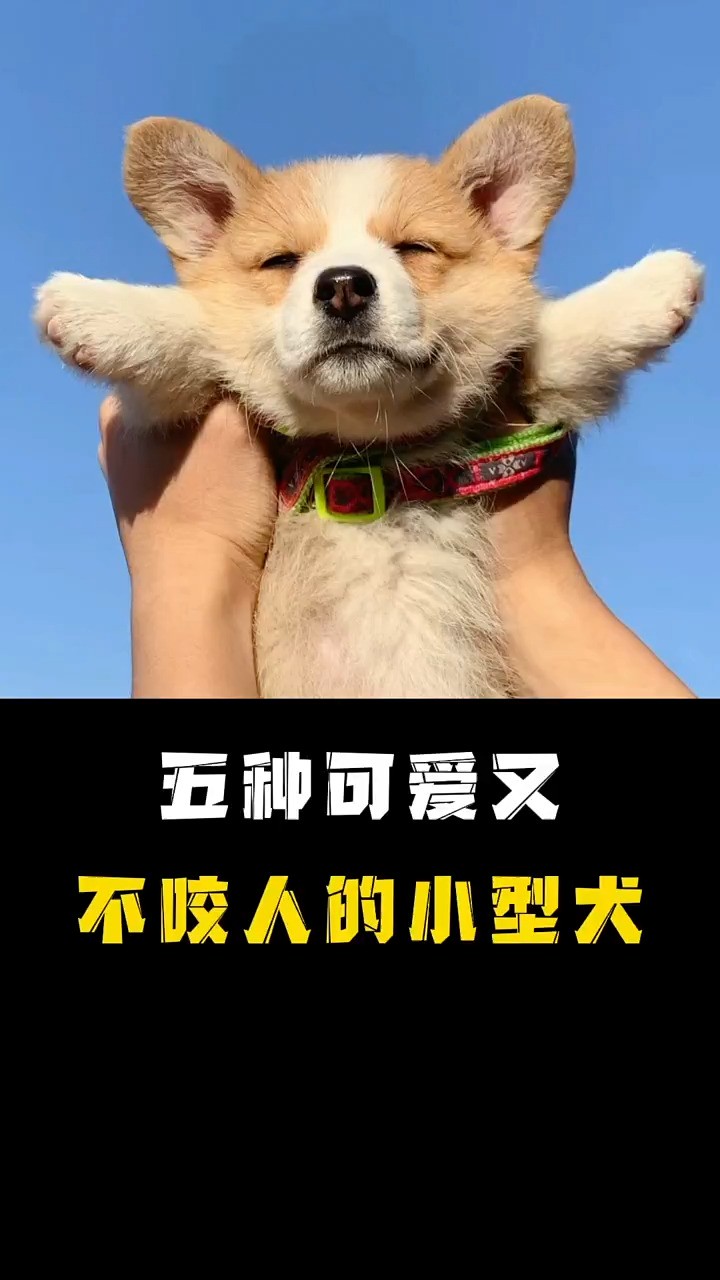 盘点五种可爱又不咬人的小型犬! #科普 