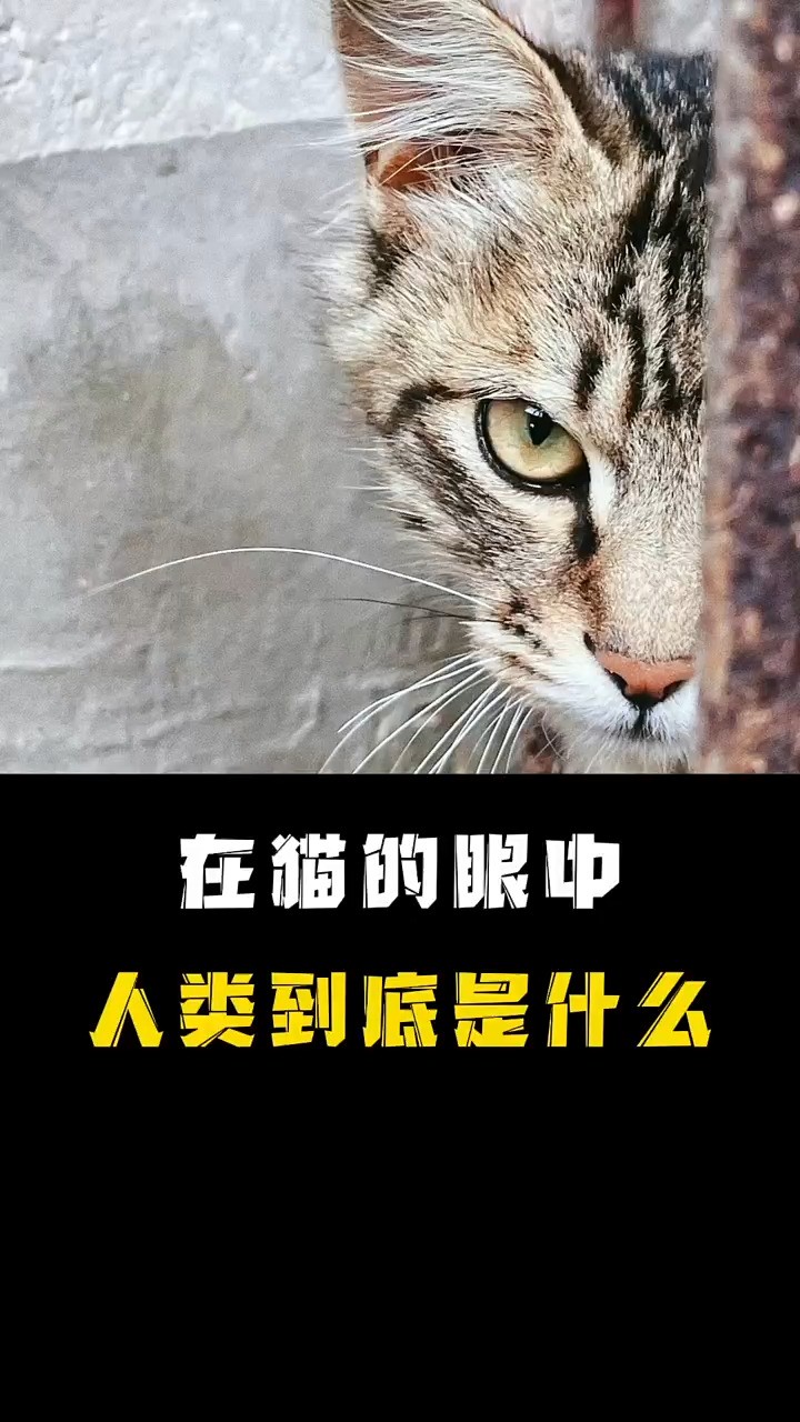 人类到底是什么呢? #科普 #寻找1000位科普达人 #猫猫 