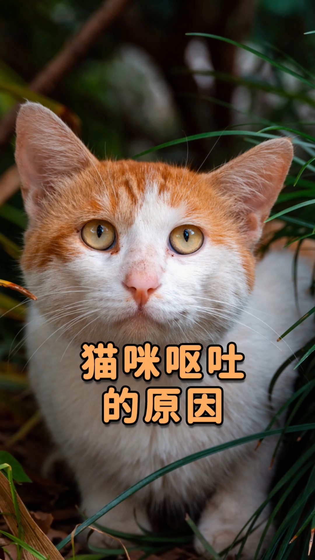 猫咪呕吐的几个原因,千万别忽视了! 