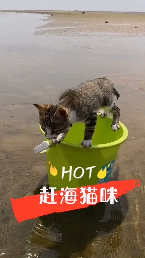 带上赶海猫咪,抓到一只罕见的鲍螺