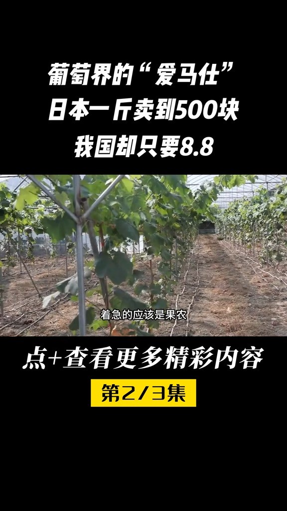 “水果刺客”阳光玫瑰的身价为啥那么贵?日本生活阳光玫瑰葡萄科普知识水果进口 (2)