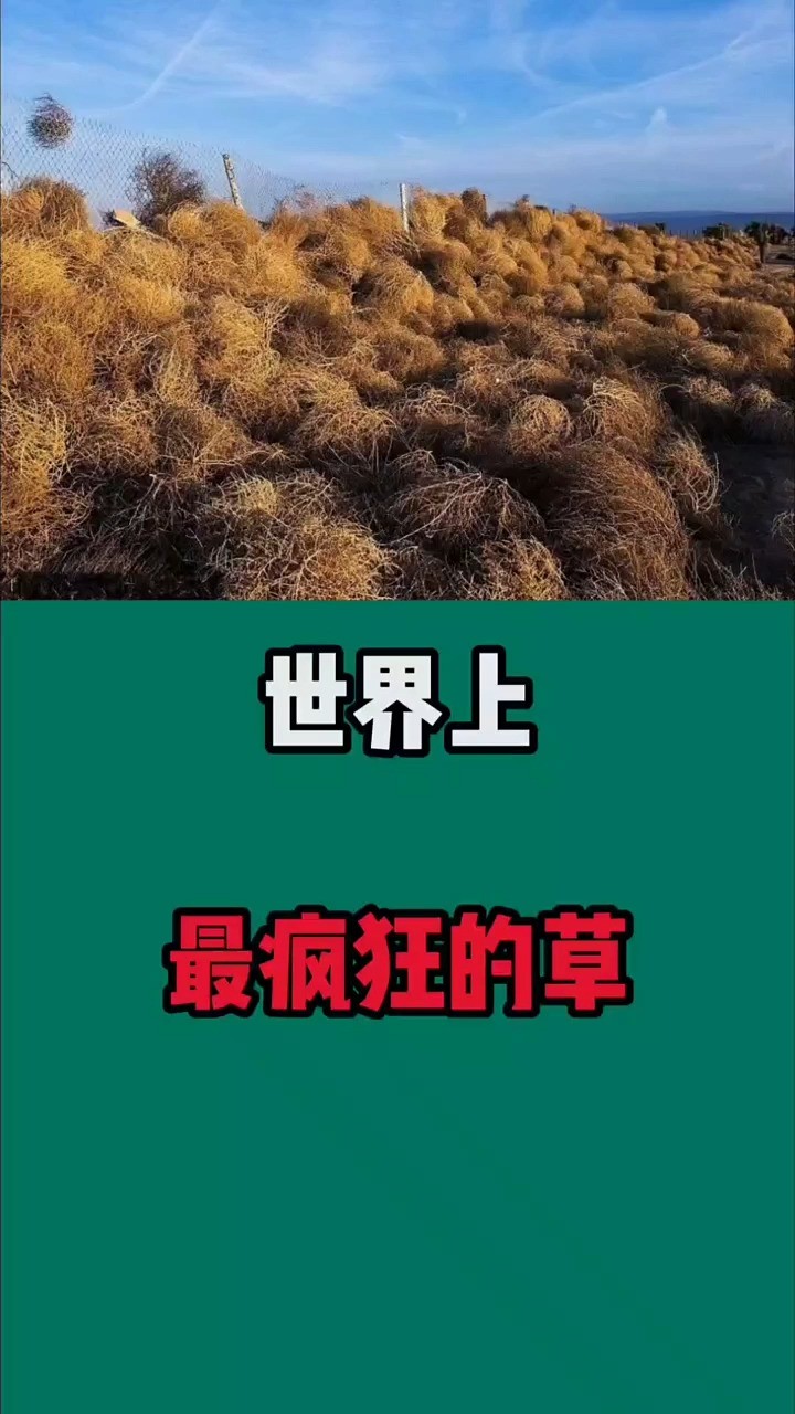 疯狂的草#科普