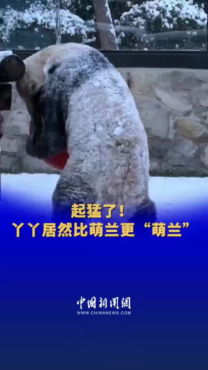 起猛了! 雪中的丫丫比萌兰更“萌兰”