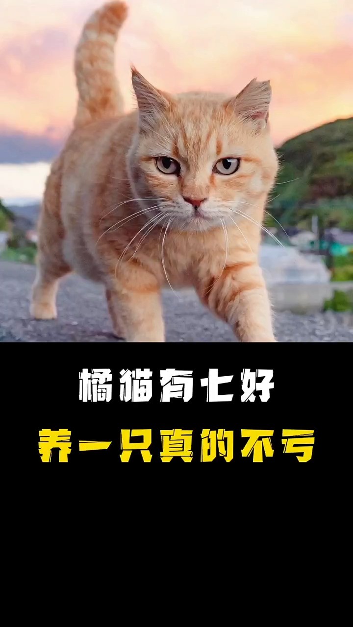 中华田园猫里的扛把子,七好猫咪的橘猫,养一只真的不亏!