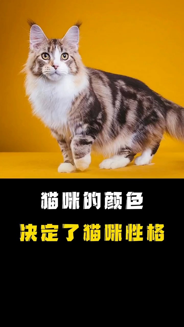 猫咪的颜色居然决定了猫咪的性格!