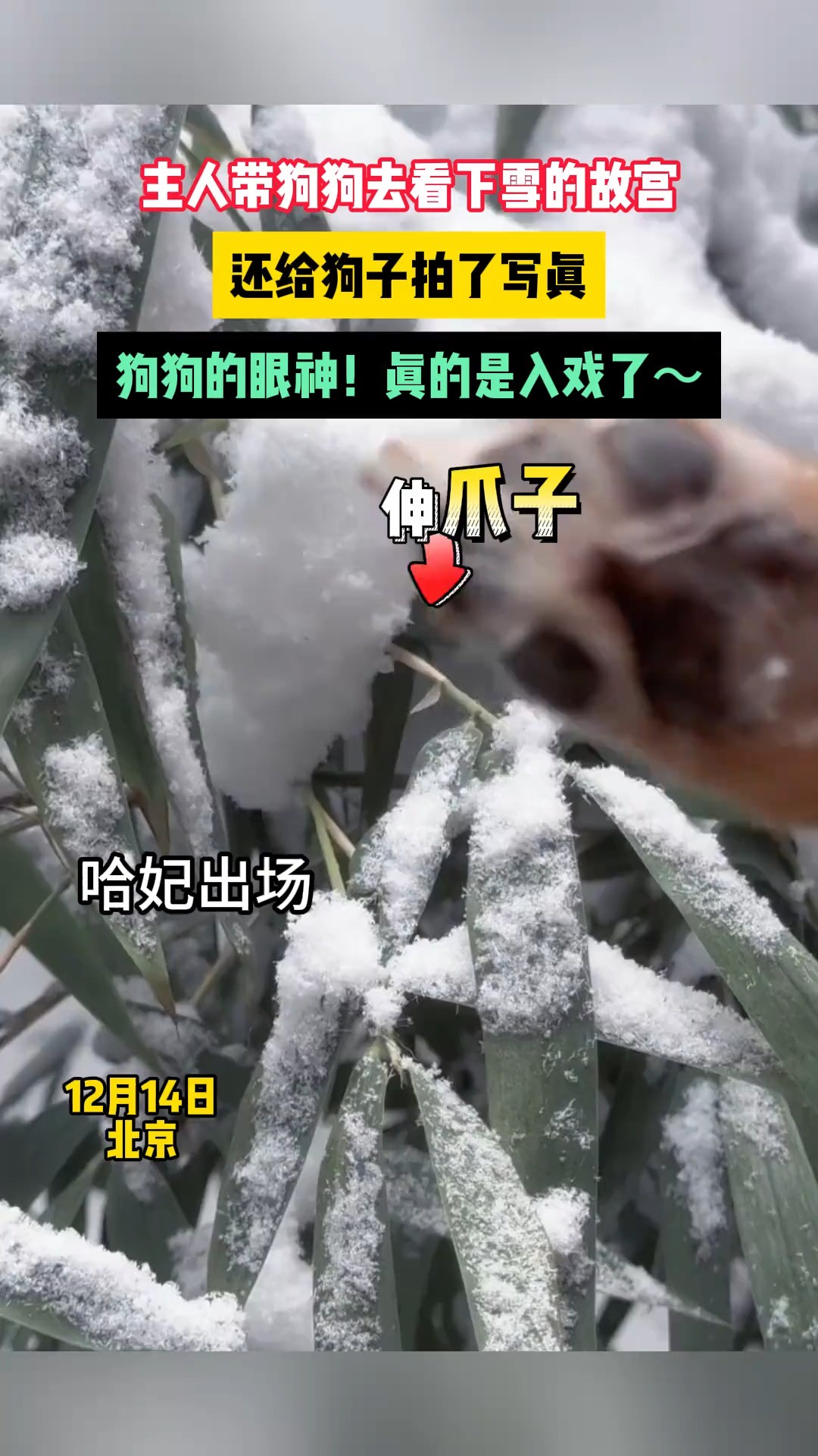 (来源:@柯铭的沙雕艺术生活 )主人带狗狗去看下雪的故宫,还给狗子拍了写真,狗狗的眼神!真的是入戏了~#搞笑 #狗狗 #萌宠 #看一遍笑一遍 #下雪了