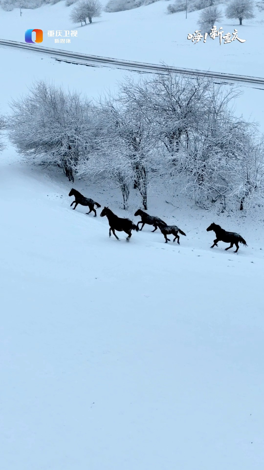 嗨!新重庆 | 总有那么一场雪,值得你奔赴.重庆版冰雪世界如约而至,银装素裹书写南国雪原的唯美浪漫.(摄影:@OIIIIIIO王俊杰 ) 视频征集邮箱:...