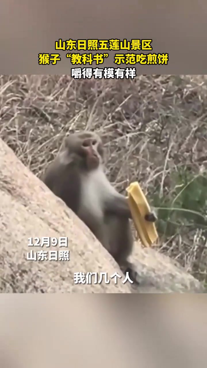 山东日照五莲山景区猴子“教科书”示范吃煎饼嚼得有模有样