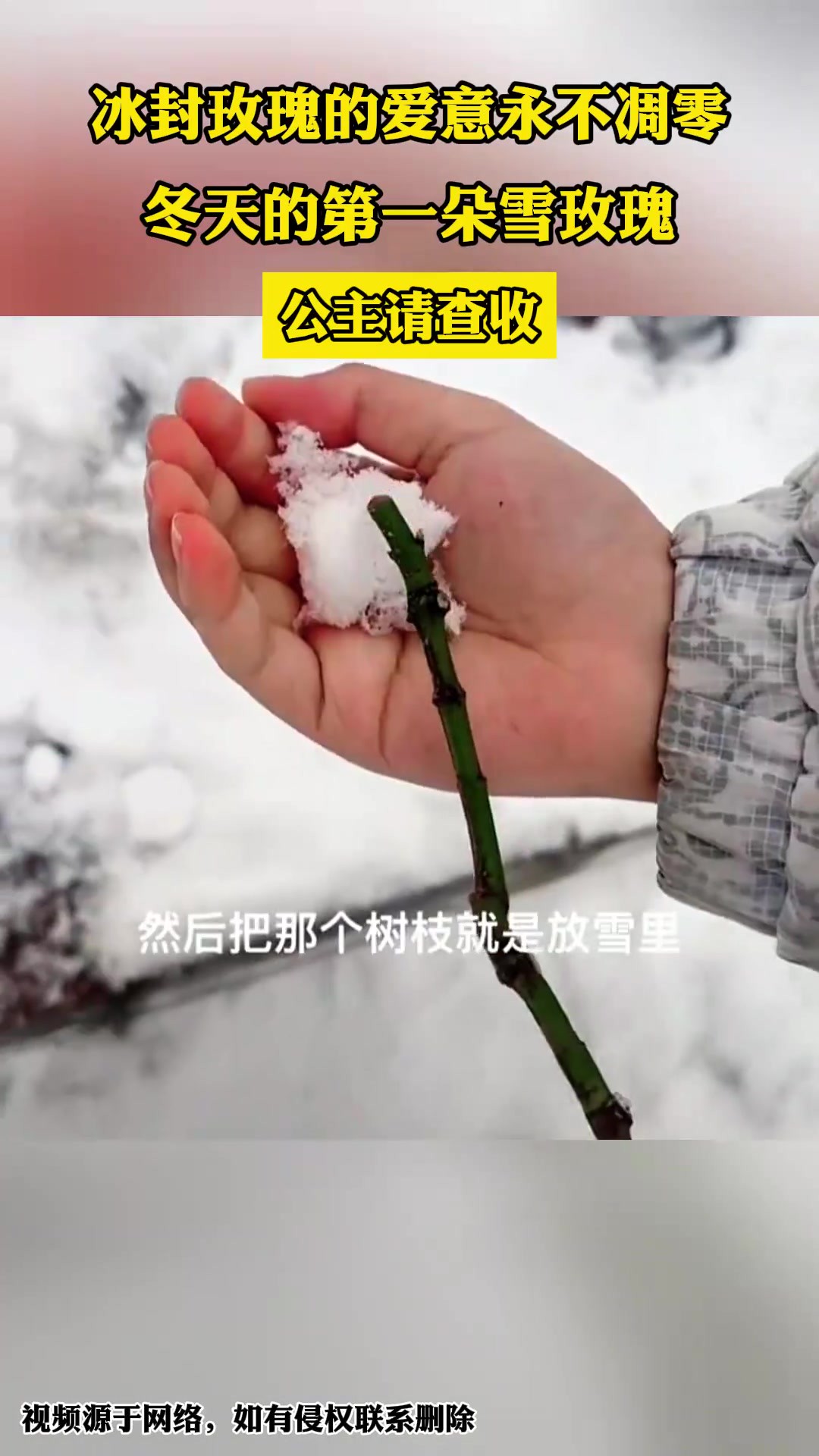 冰封玫瑰的爱意永不凋零,冬天的第一朵雪玫瑰,公主请查收