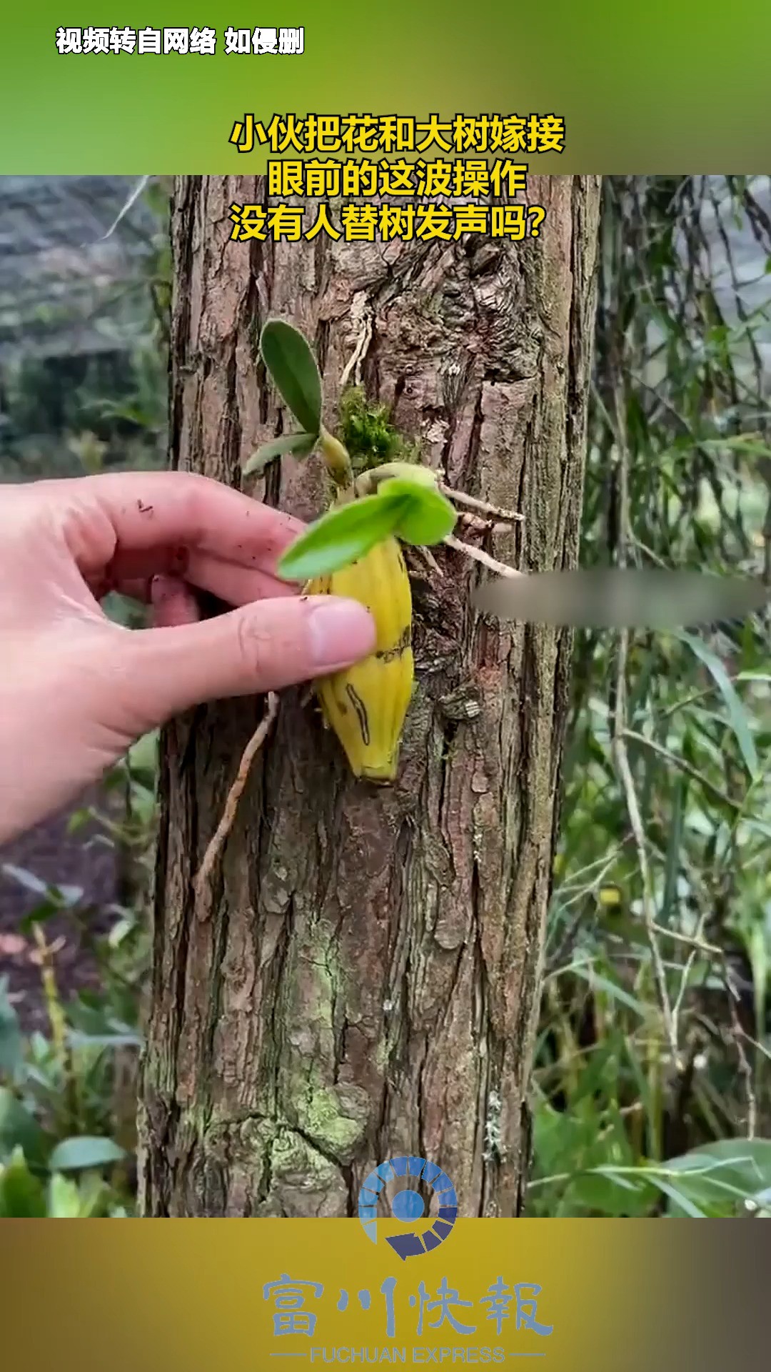 小伙把花和大树嫁接,眼前的这波操作,没有人替树发声吗?