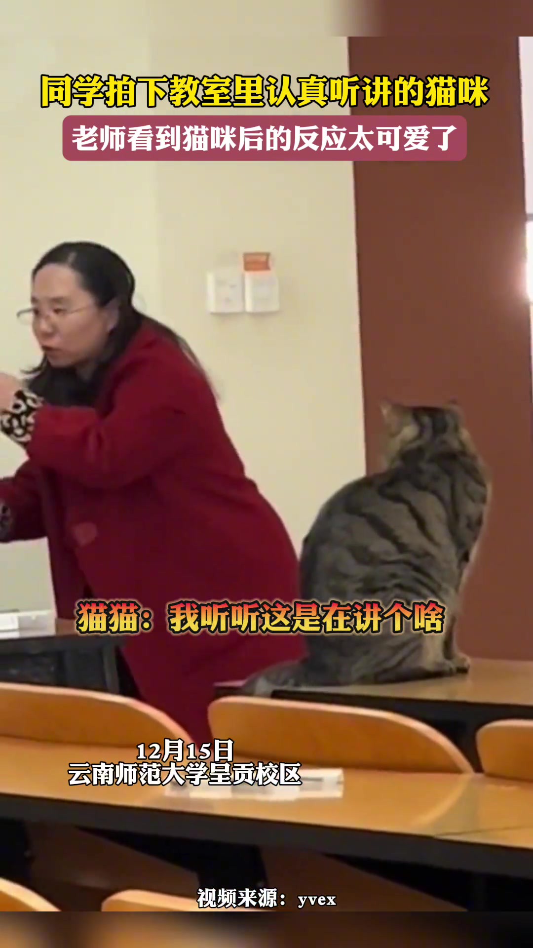 同学拍下教室里认真听讲的猫咪,老师看到猫咪后的反应太可爱了