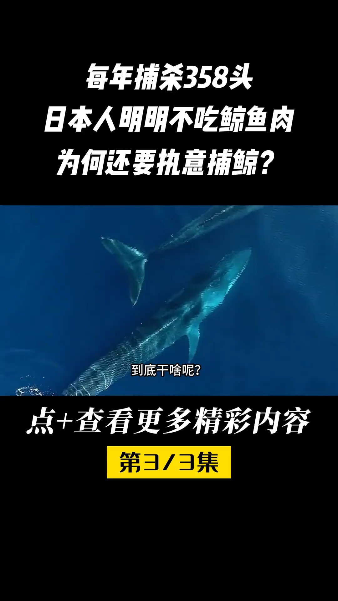 明明不吃鲸鱼肉,日本为何还执意捕鲸?日本人鲸鱼蓝鲸科普知识科研 (3)