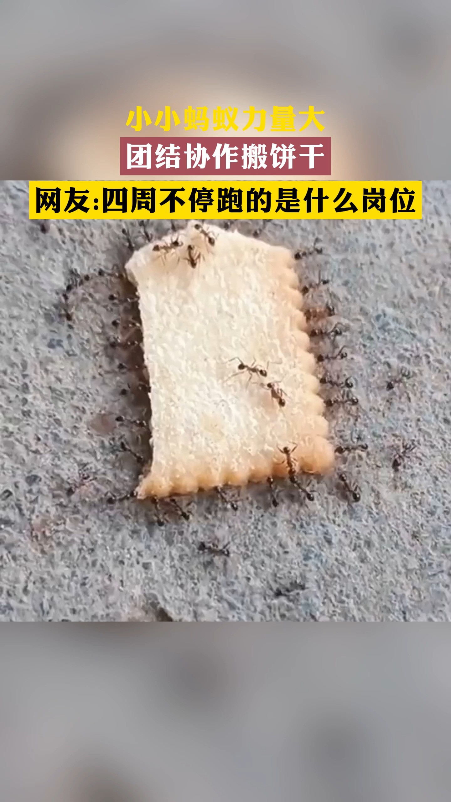 小小蚂蚁力量大,团结协作搬饼干