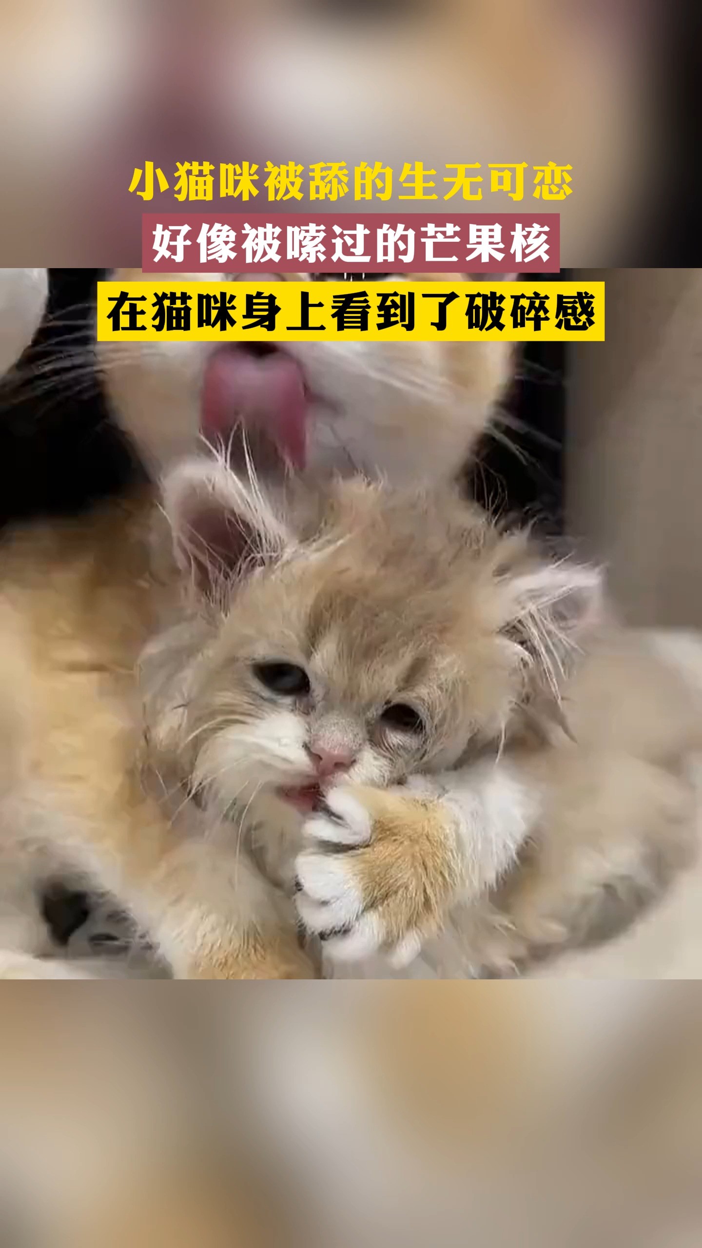 小猫咪被舔的生无可恋,好像被嗦过的芒果核