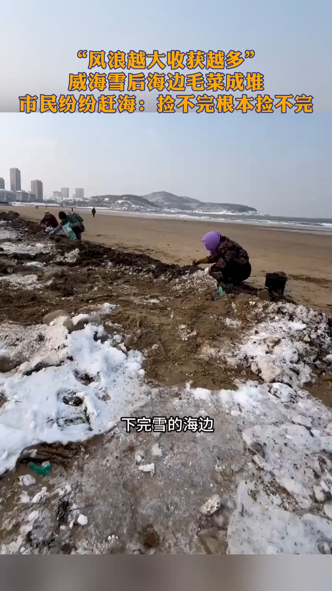 “风浪越大收获越多”威海雪后海边毛菜成堆,市民纷纷赶海:捡不完根本捡不完!