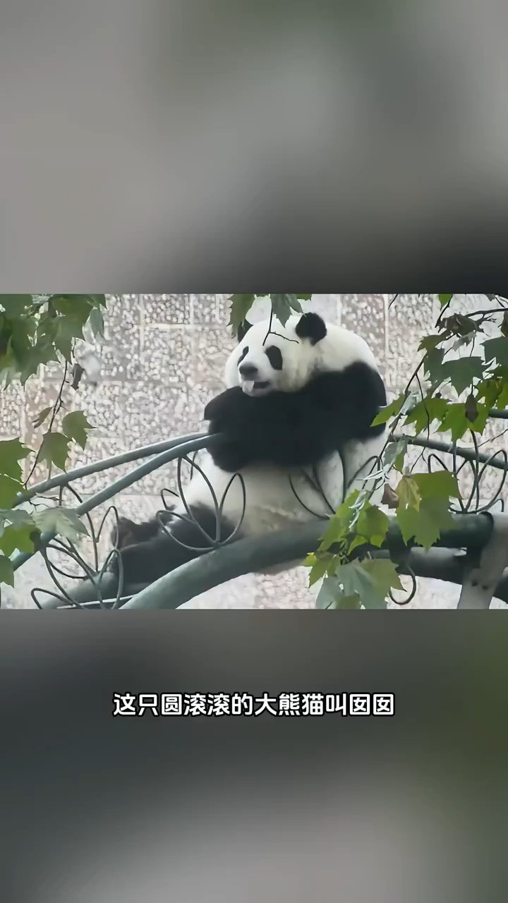 这个胖fufu的小熊,真的好可爱好Q弹.熊猫圈首重囡囡