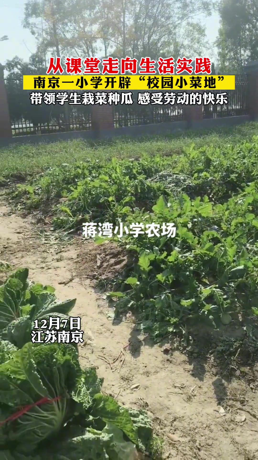 南京一小学开辟“校园小菜地”,带领学生们栽菜种瓜,感受劳动带来的快乐!