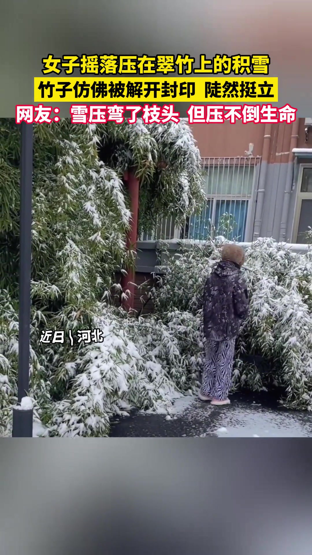 大雪压弯了竹子,女子抖落积雪后,竹子瞬间挺立且依旧翠绿.网友:风雪压我两三年,我笑风轻雪如棉