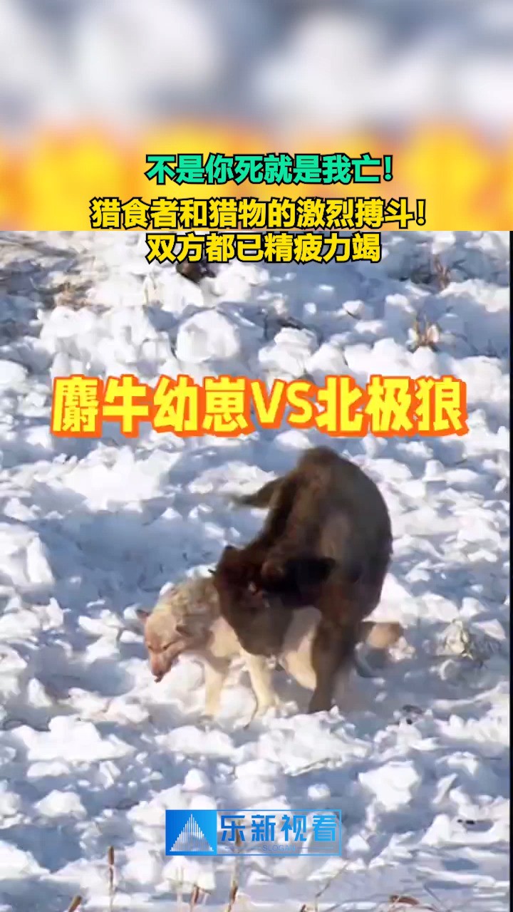 不是你死就是我亡!猎食者和猎物的激烈搏斗!双方都已精疲力竭