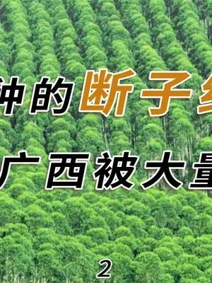 桉树为啥被称为断子绝孙树?既然多国禁种,广西为啥还大量种植?