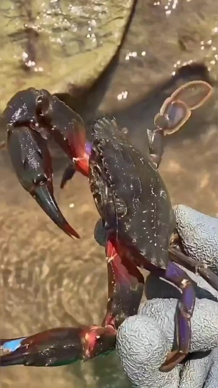 海边赶海抓海鲜,发现了一只搁浅的赤甲红,还有许多奇怪的海洋小生物 