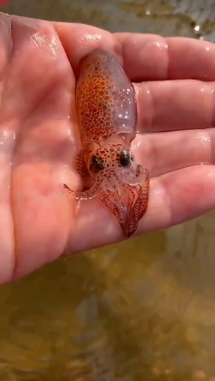 海边赶海抓海鲜,发现了一只搁浅的小海兔,还有许多奇怪的海洋小生物