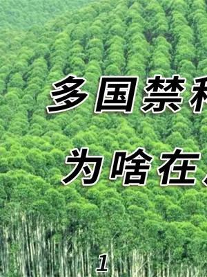 桉树为啥被称为断子绝孙树?既然多国禁种,广西为啥还大量种植? 