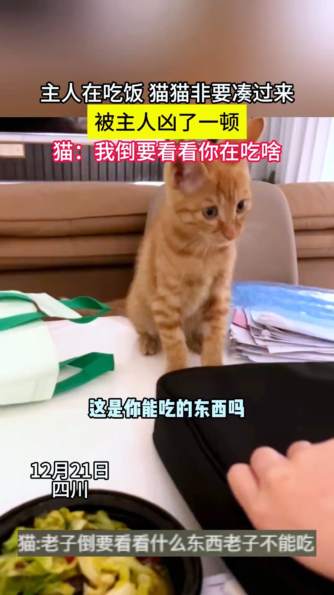 #猫咪的迷惑行为 #萌宠出道计划 #谁能拒绝傻憨憨的小猫咪 主人在吃饭 猫猫非要凑过来,被主人凶了一顿,猫:我倒要看看你在吃啥.素材来源:@乔治的...