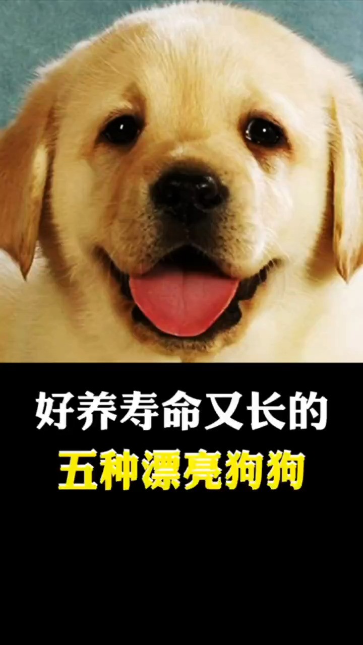 好养寿命又长的五种漂亮狗狗.