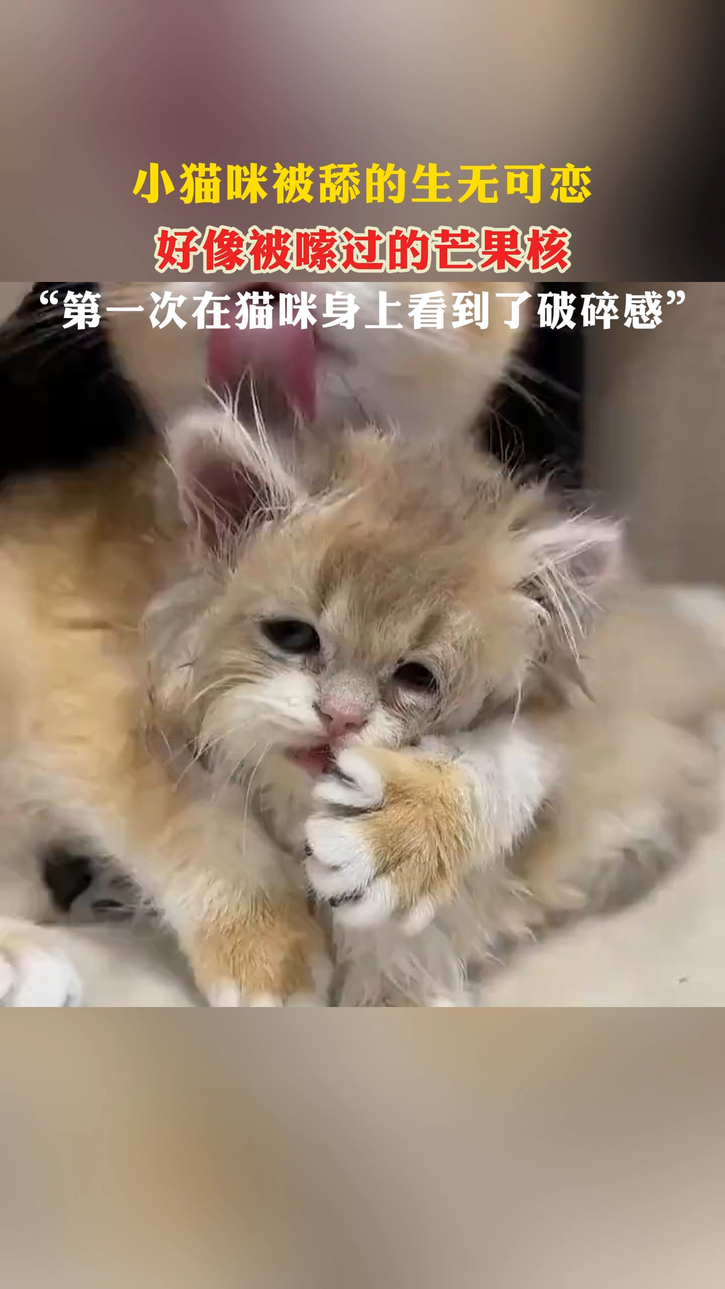 小猫咪被舔的生无可恋好像被嗦过的芒果核“第一次在猫咪身上看到了破碎感'