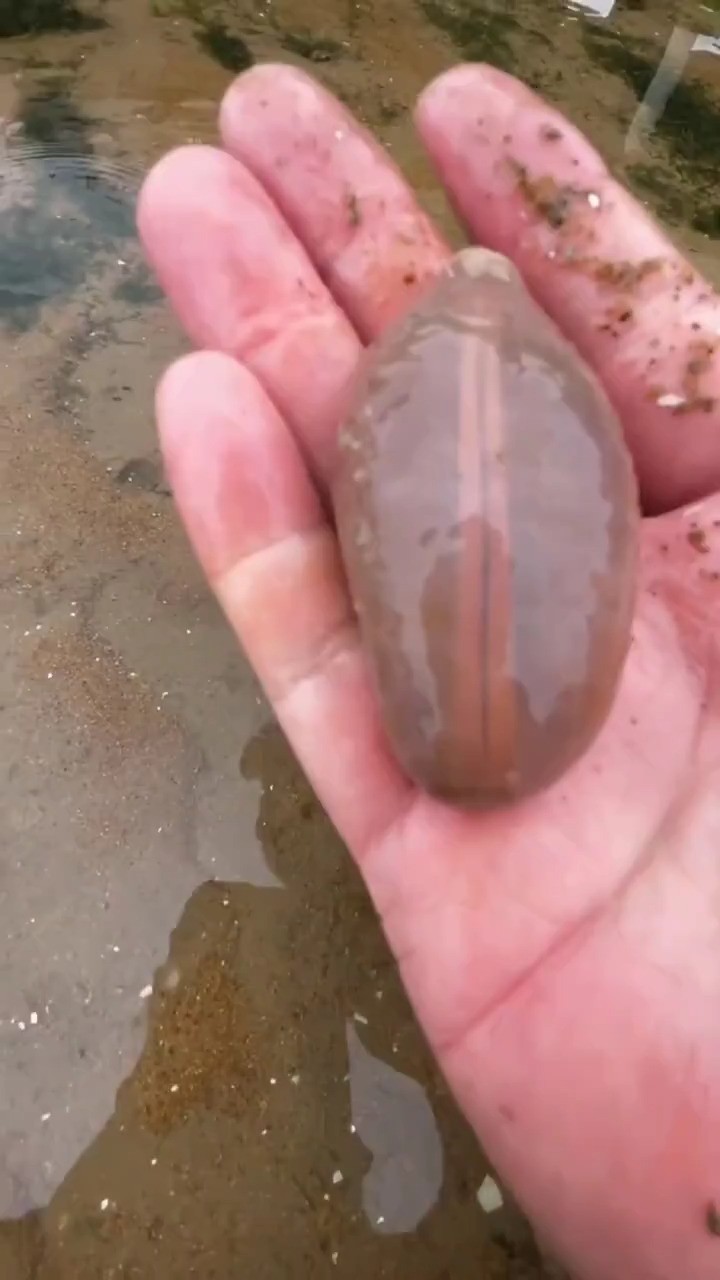 海边赶海抓海鲜,发现了一只搁浅的大海枣,还有许多奇怪的海洋小生物 