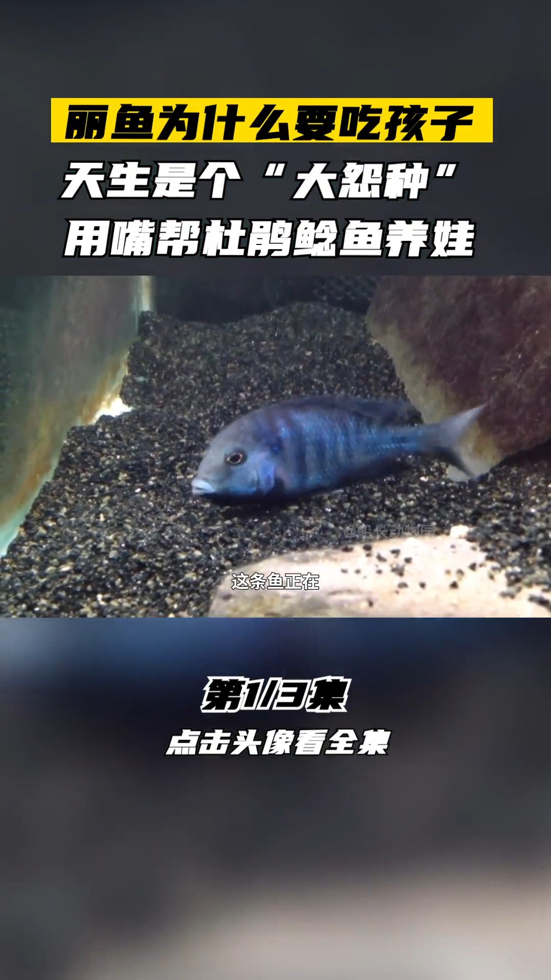 丽鱼为什么要吃孩子,天生“大怨种”,用嘴帮杜鹃鲶鱼养娃海洋生物丽鱼红蟹红蟹迁徙