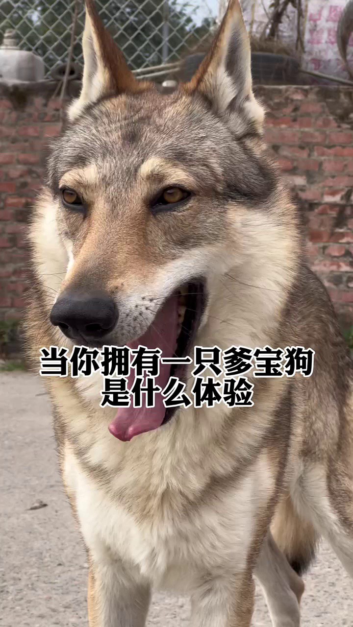 捷克狼犬莫尼诺⠀