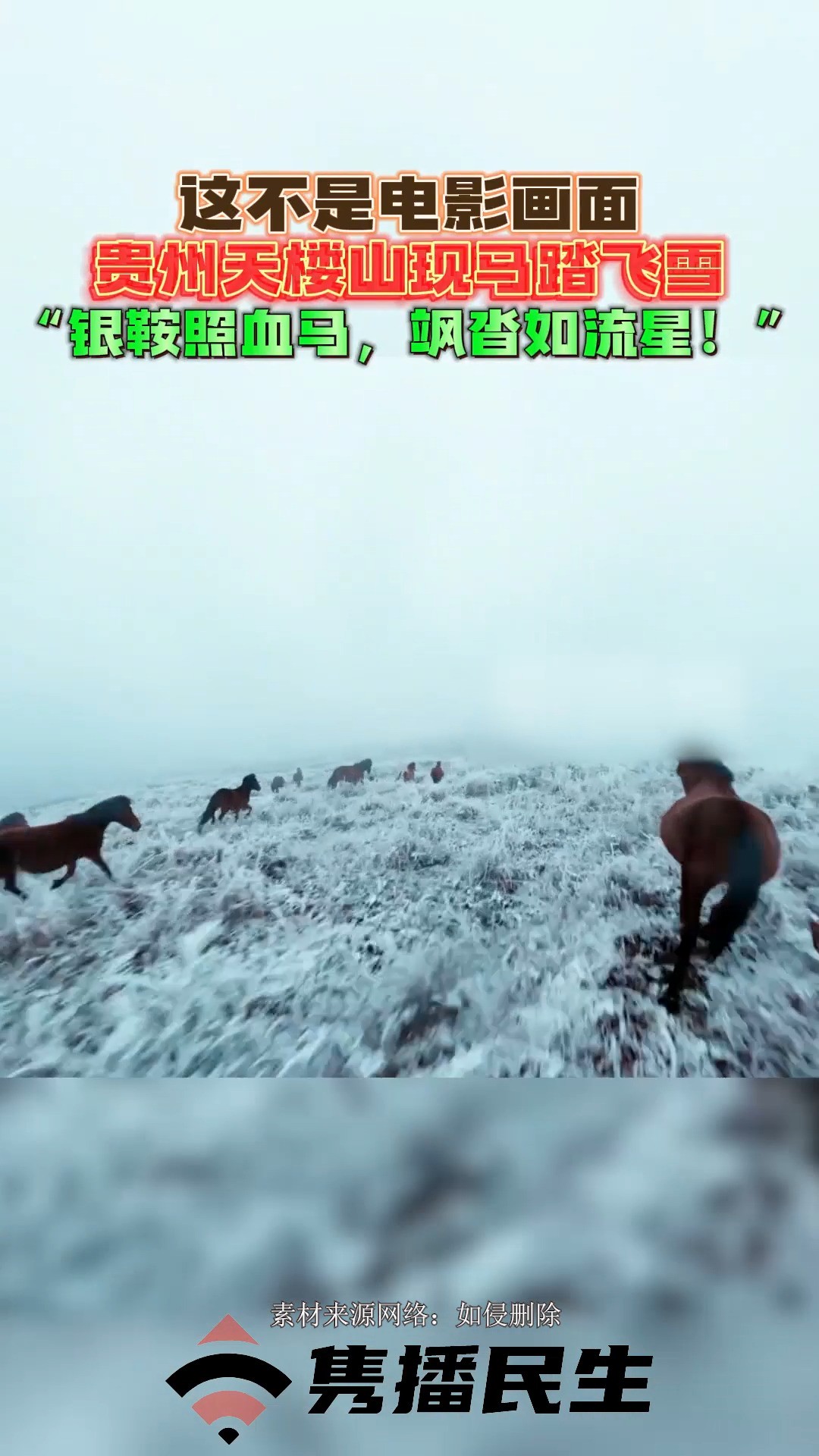 贵州天楼山现马踏飞雪,“银鞍照血马,飒沓如流星!”