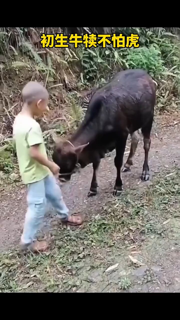 初生牛犊不怕虎