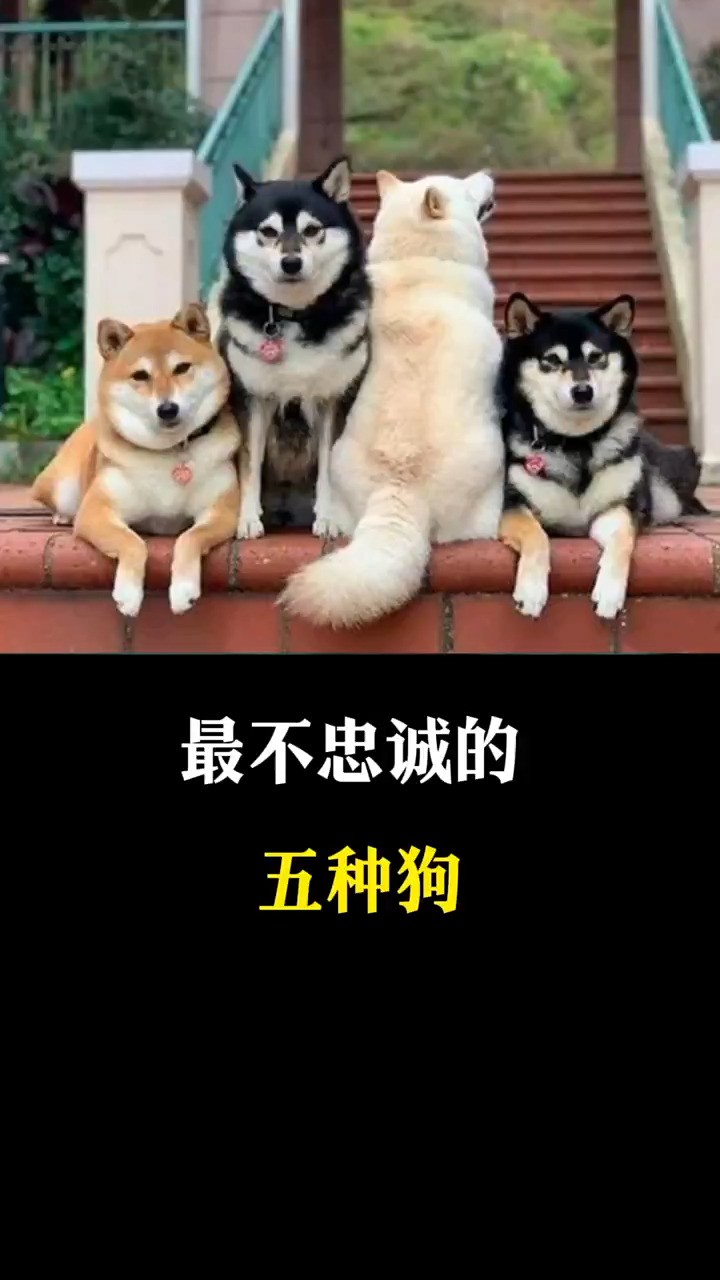 最不忠诚的五种狗,你知道有哪些吗?