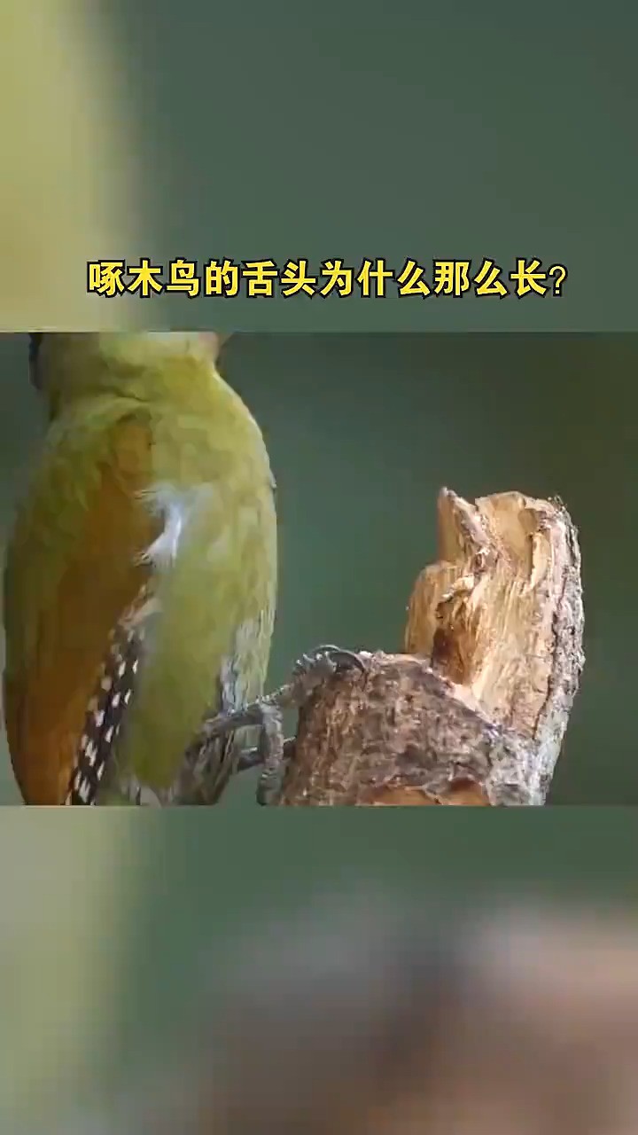 啄木鸟的舌头为什么那么长?