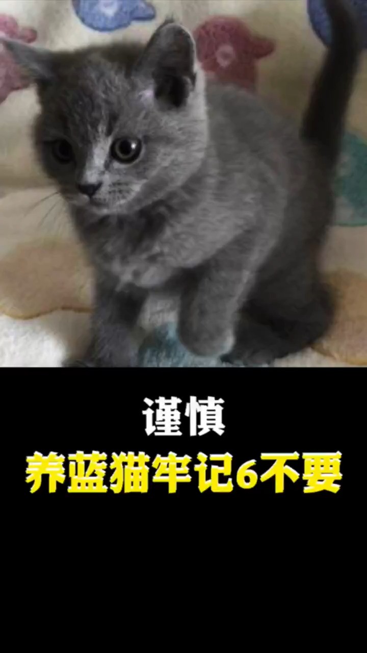 谨慎,养蓝猫牢记6不要