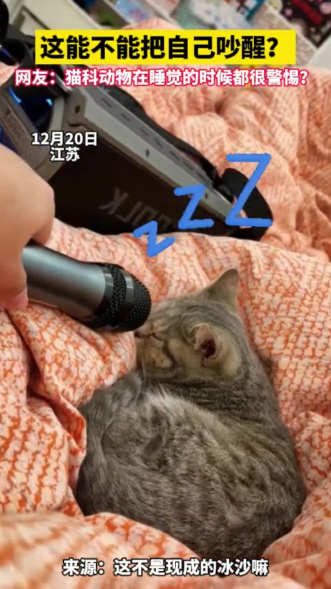 这是小猫咪能发出的声音?