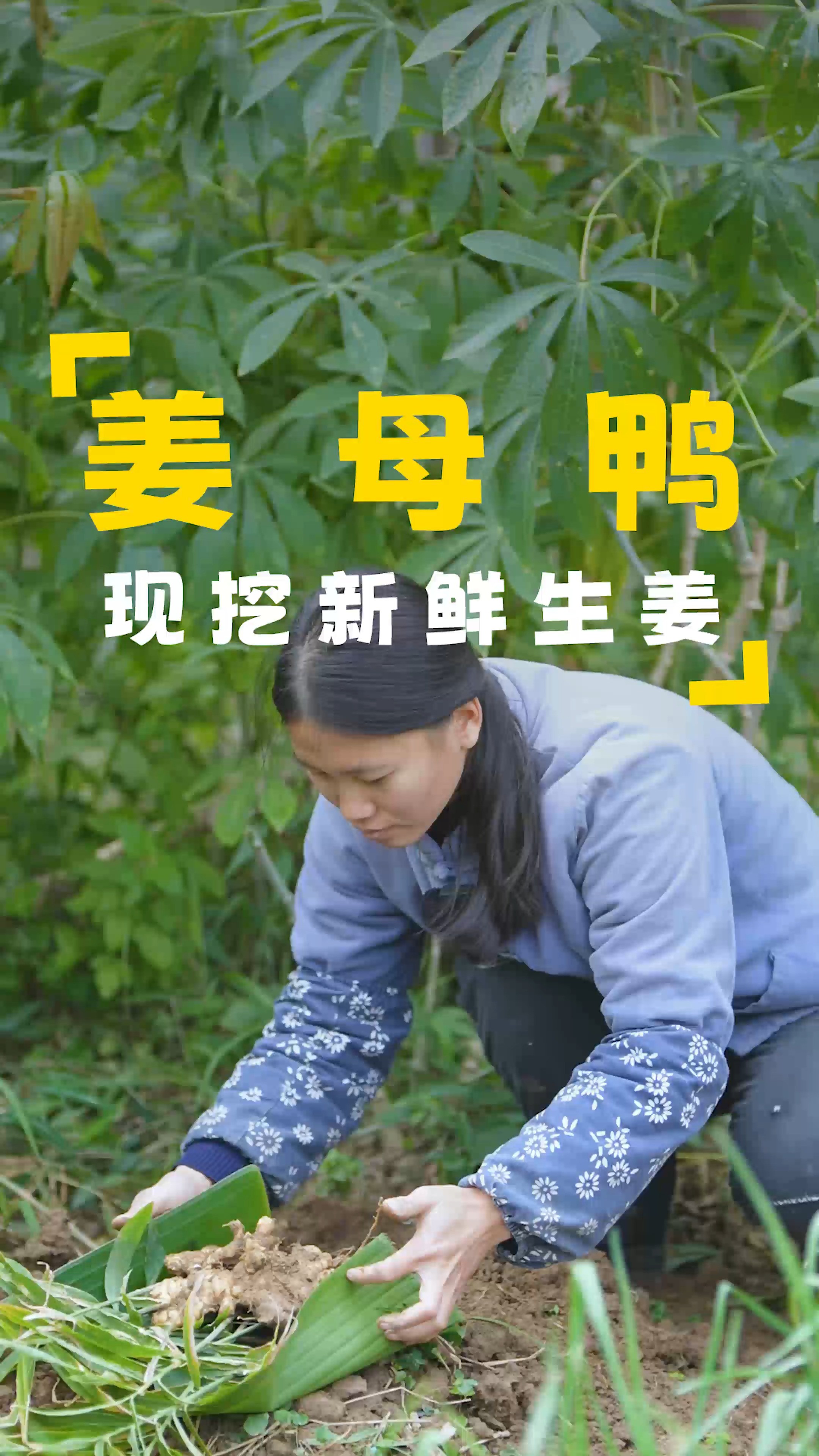 到地里挖些姜回去,今天做一道姜母鸭,好吃又下饭#令人心动的美食制作 