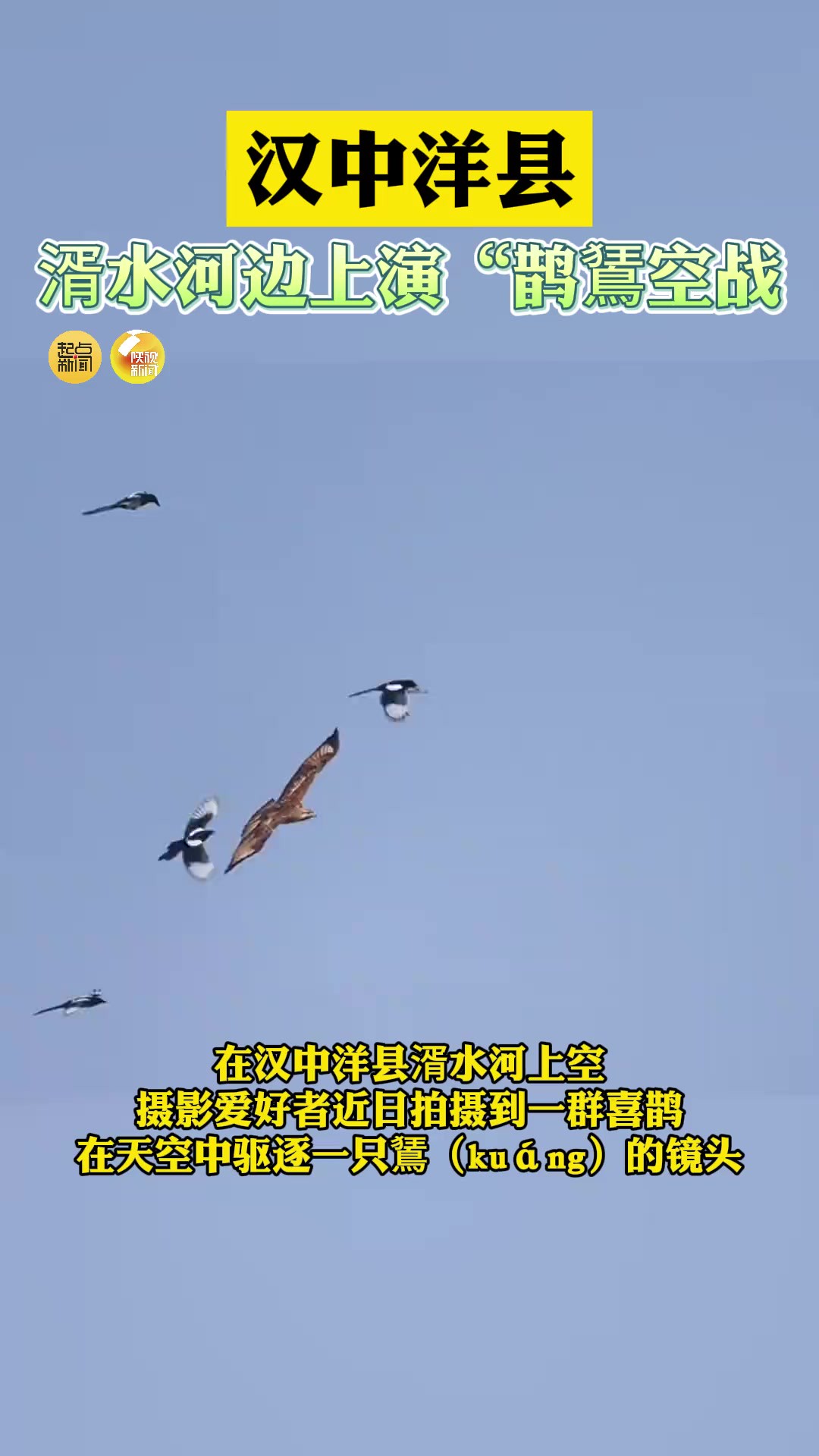 汉中洋县:湑水河边上演“鹊鵟空战”! (洋县台 何龙 通讯员:王超 编辑:王姝丹)