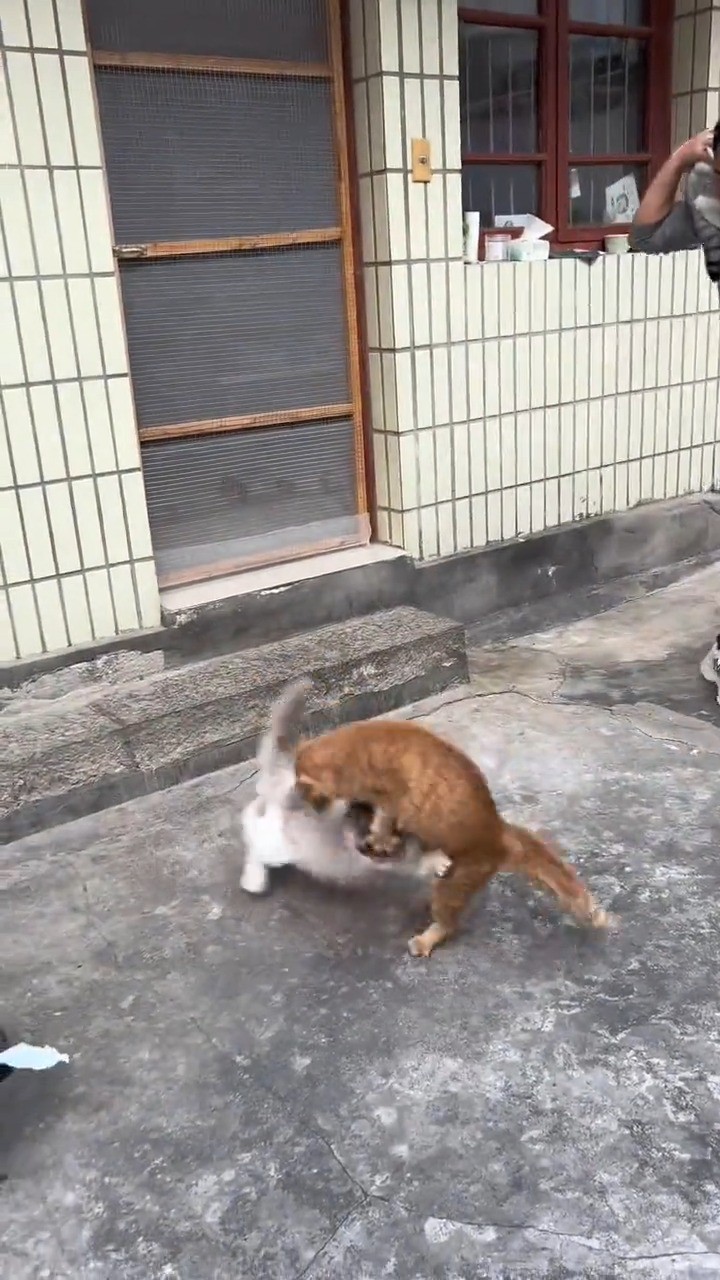 猫咪打架