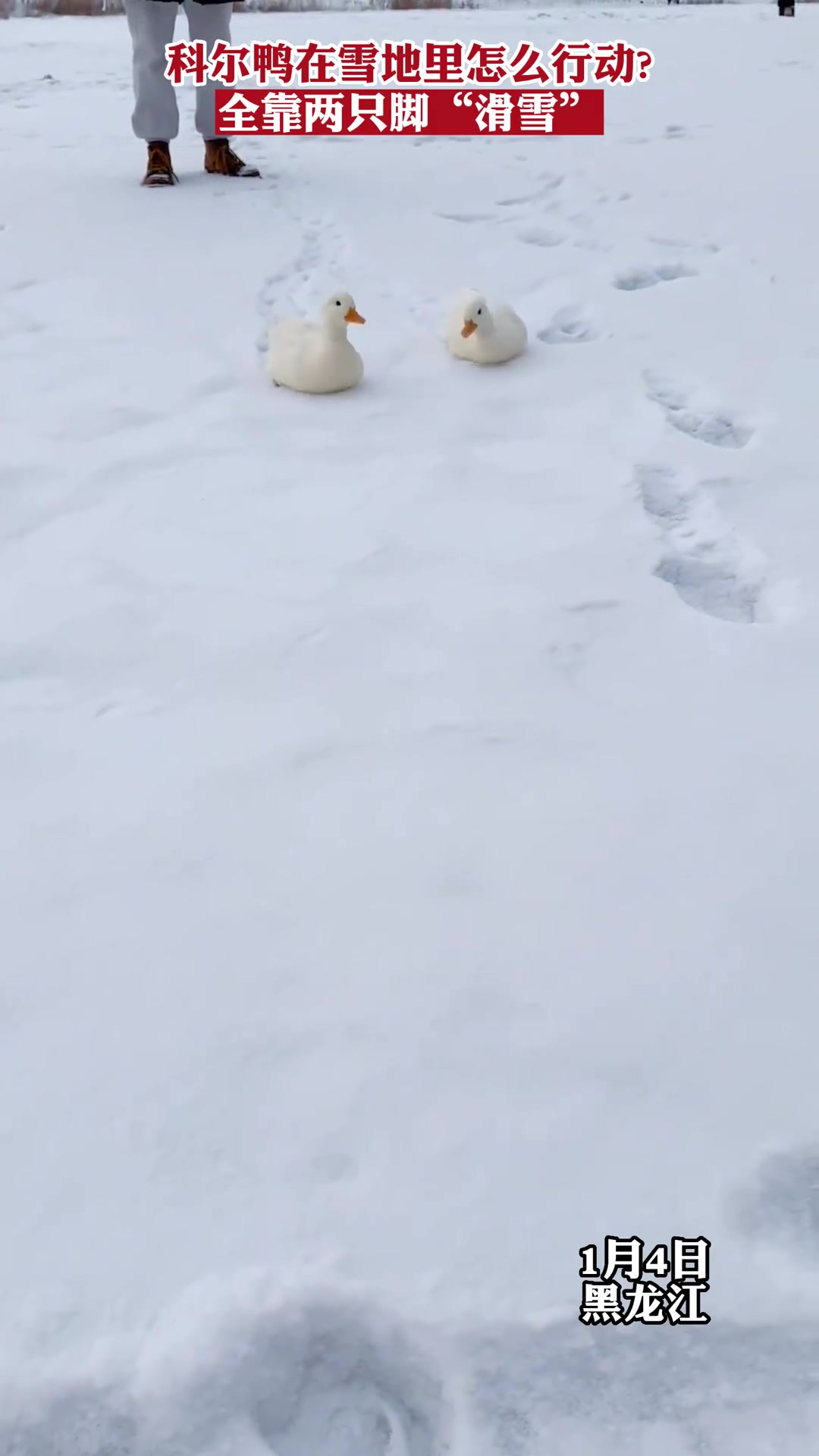 科尔鸭在雪地里怎么行动?全靠两只脚“滑雪”