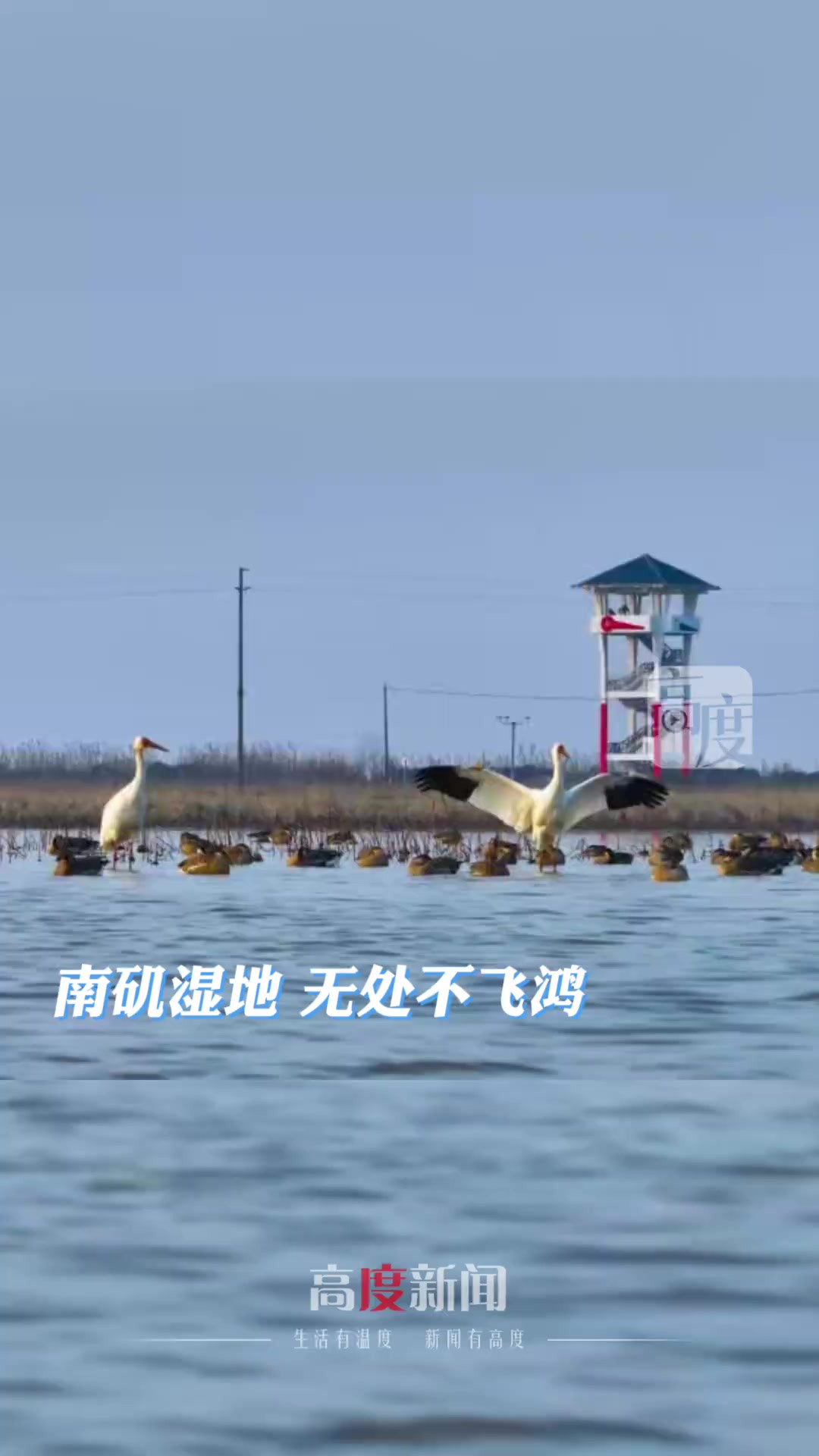 南矶湿地 无处不飞鸿