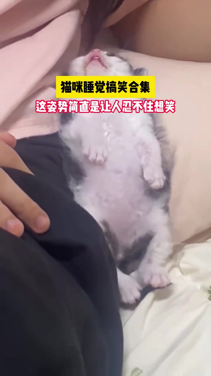 猫咪睡觉搞笑合集