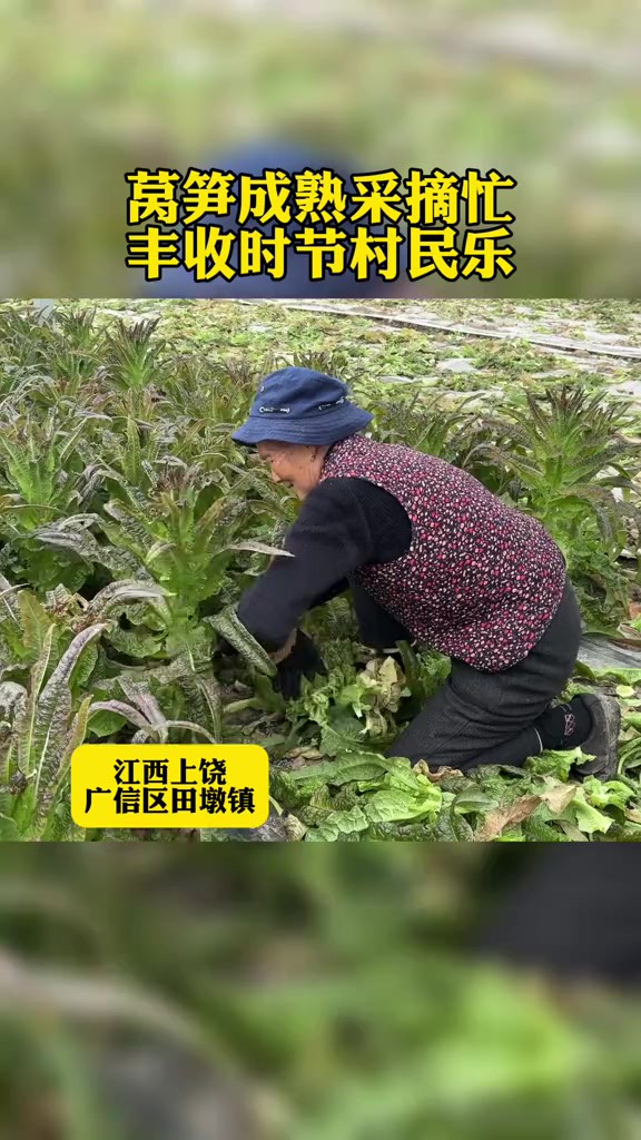 莴笋丰收.