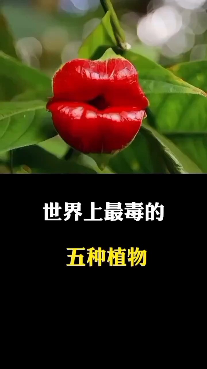 世界上蕞毒的五大植物,只要接触到,都会让你痛不欲生 