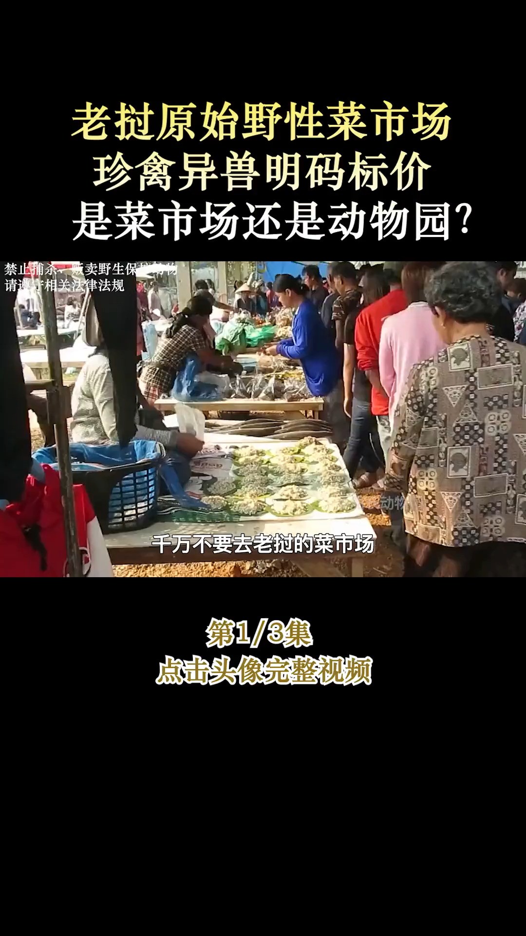 老挝原始野性菜市场,珍禽异兽明码标价,是菜市场还是动物园?保护野生动物爱护动物野味