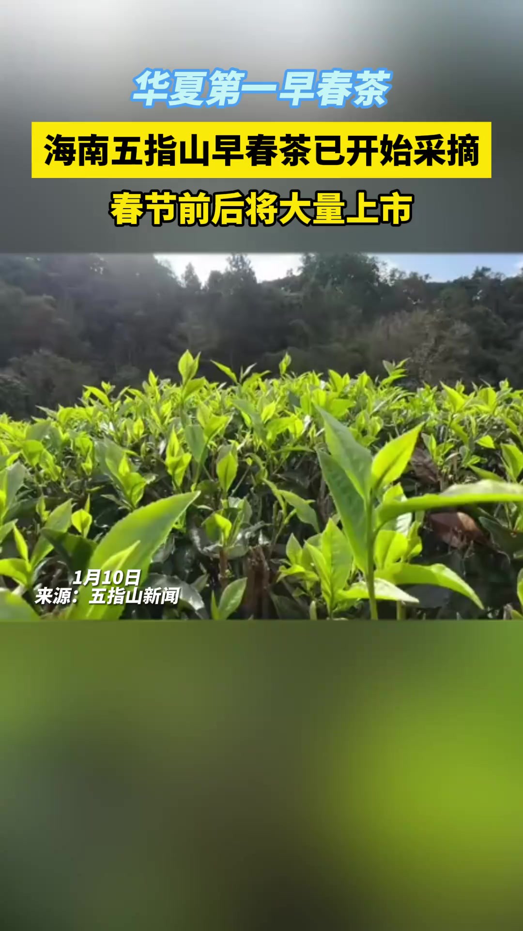 华夏第一早春茶!海南五指山早春茶已开始采摘,春节前后将大量上市